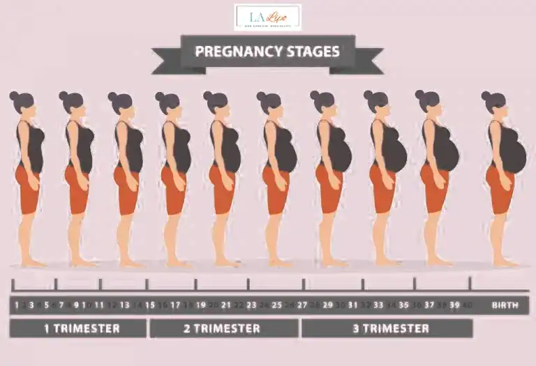 First Trimester (Weeks 1–12): Early Changes You Might Not Notice Cambridge